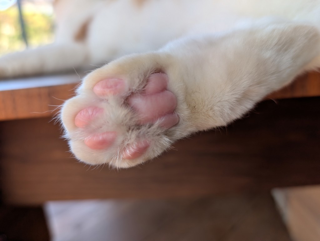 ミーニャ