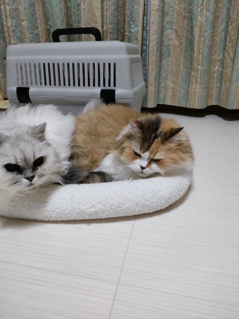 よっぽ