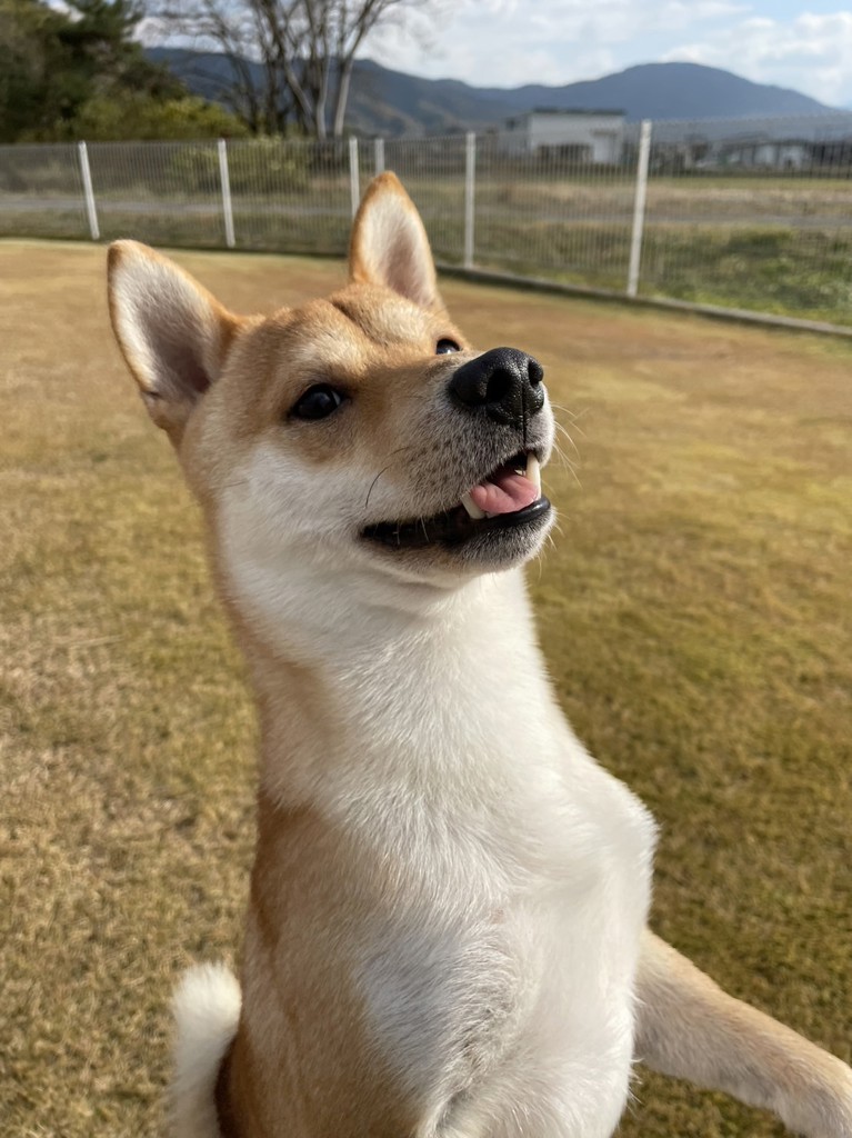 とっか