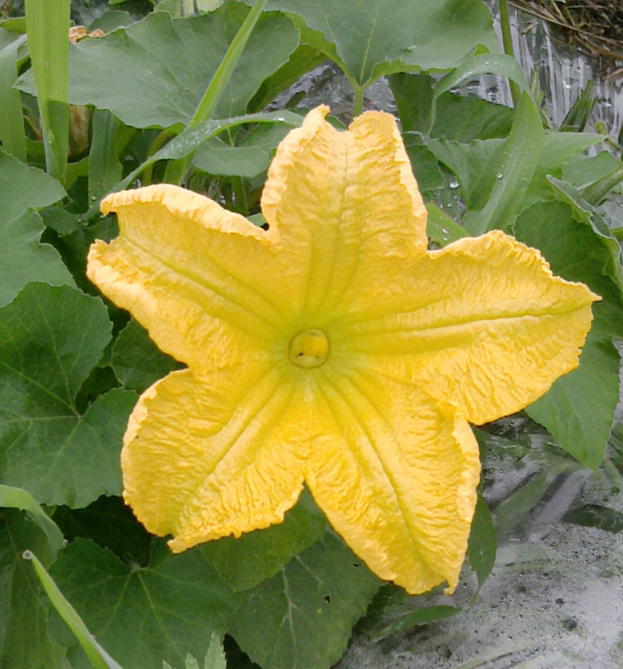 pakum