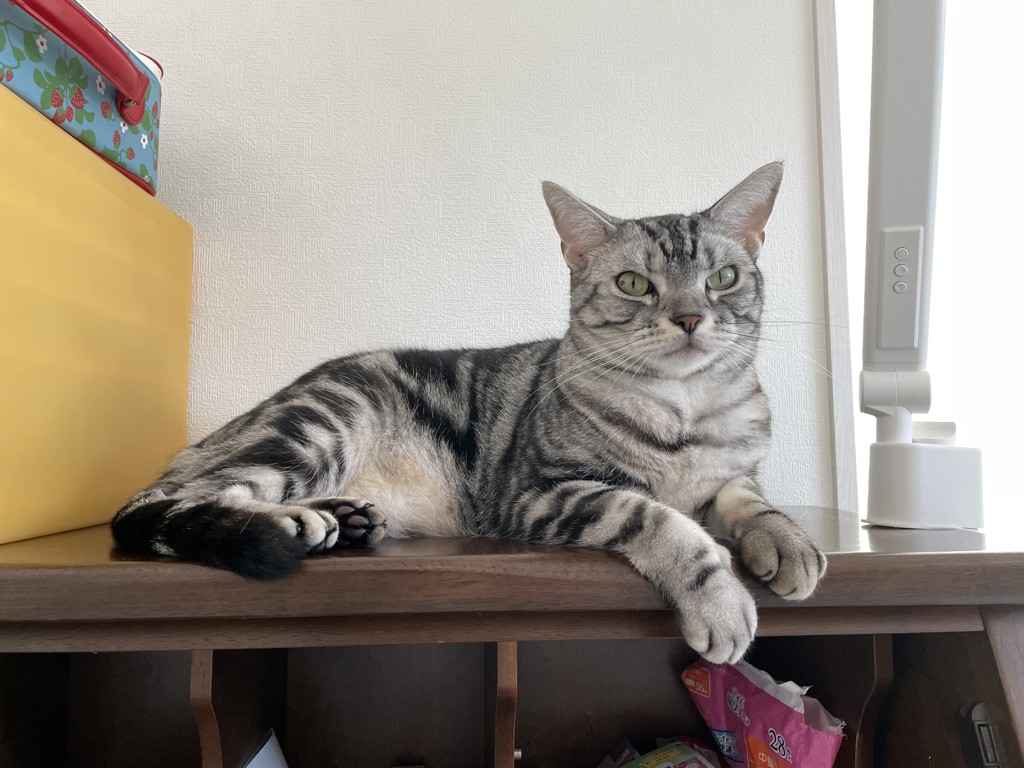 海ちゃん猫