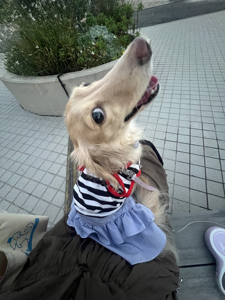 こむぎ