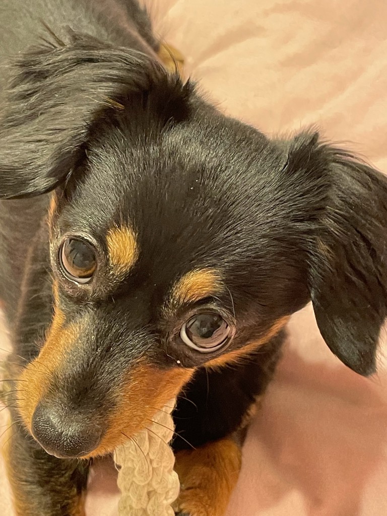 ONLINE限定】CAT&DOGジャガードワンピースの口コミ一覧 | リアルな