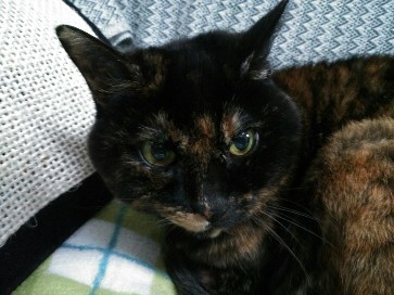ねこうさぎ