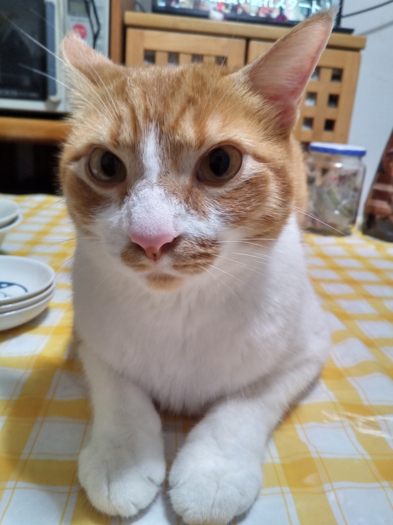 しのじゅず