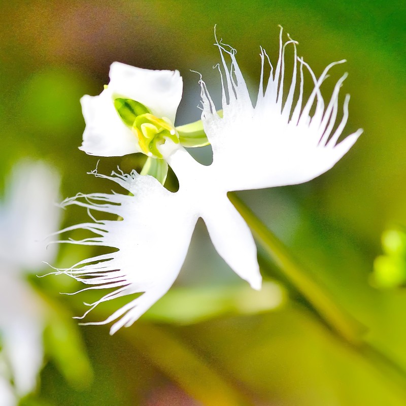 花結び