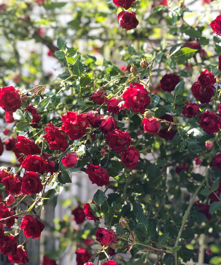 ☆新品未使用 タグ無 ラブラリーバイフェイラー デティ トートバッグ カーキ大☆ オールドテディ ワッペントートバッグ L/OTE-163165(ダーク