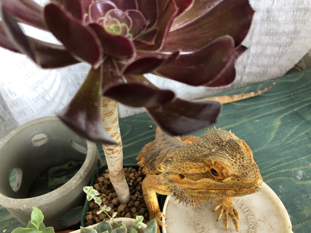 フトアゴヒゲトカゲ