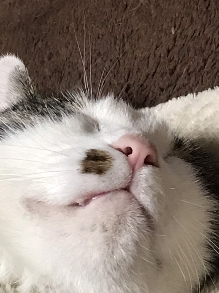 ロコたん