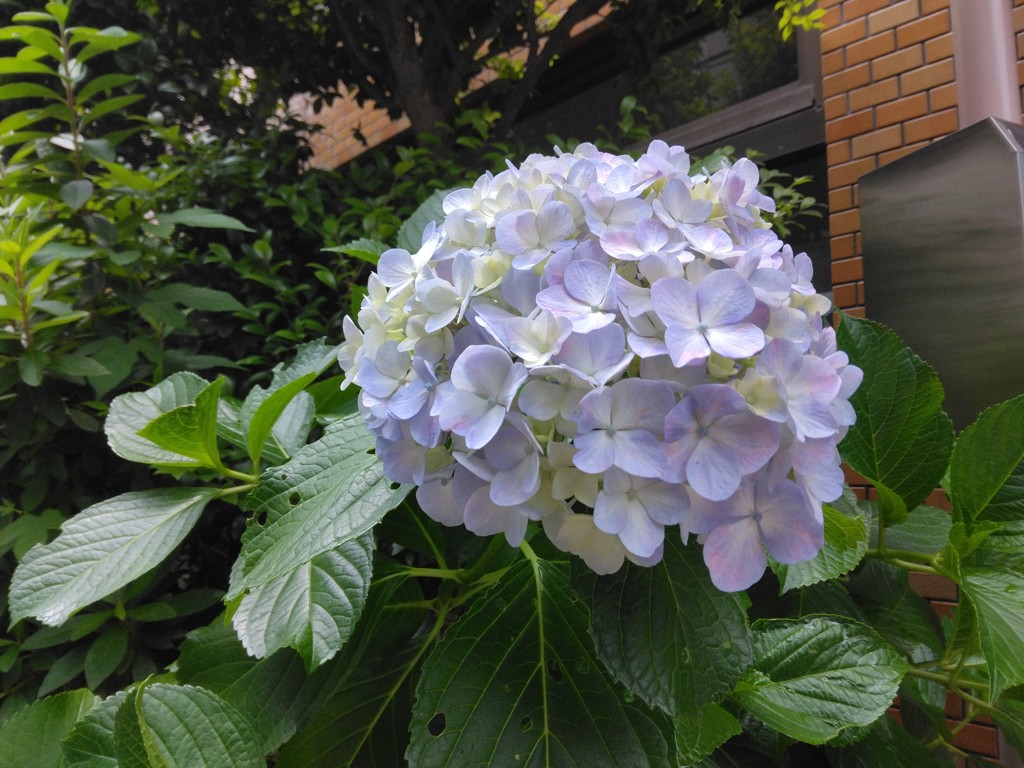 ミモザ