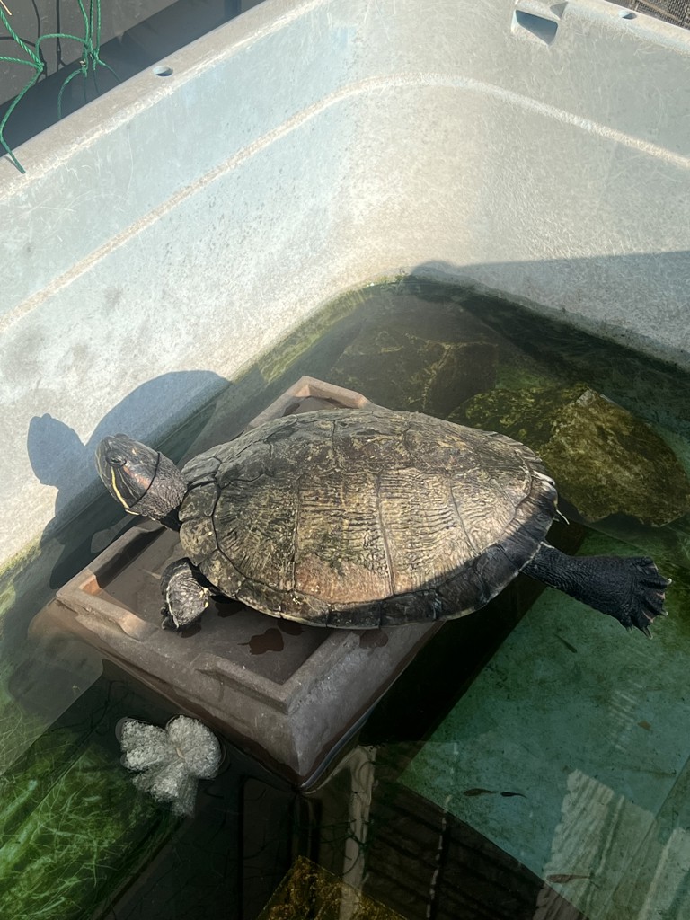 DAL