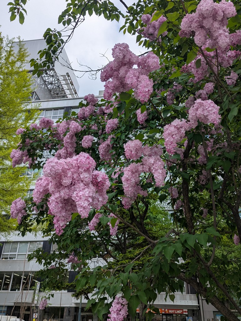 ランラン