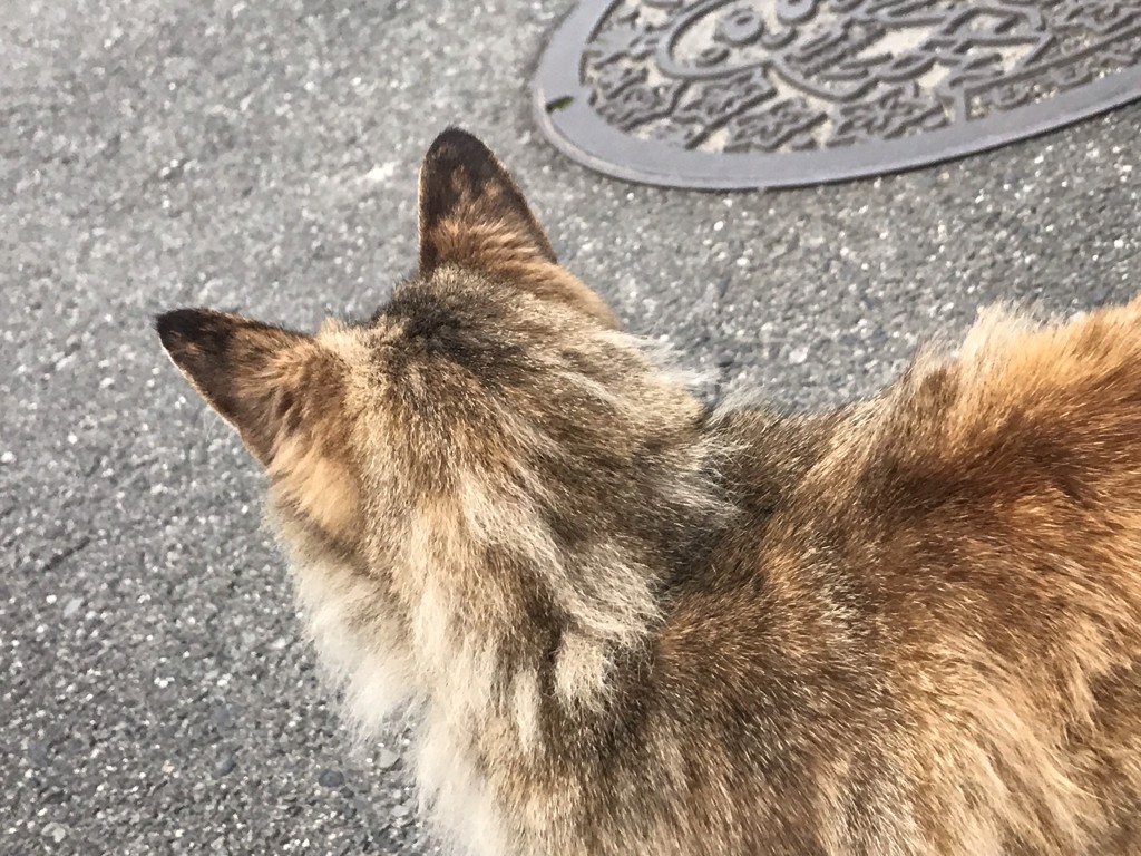 ももんが