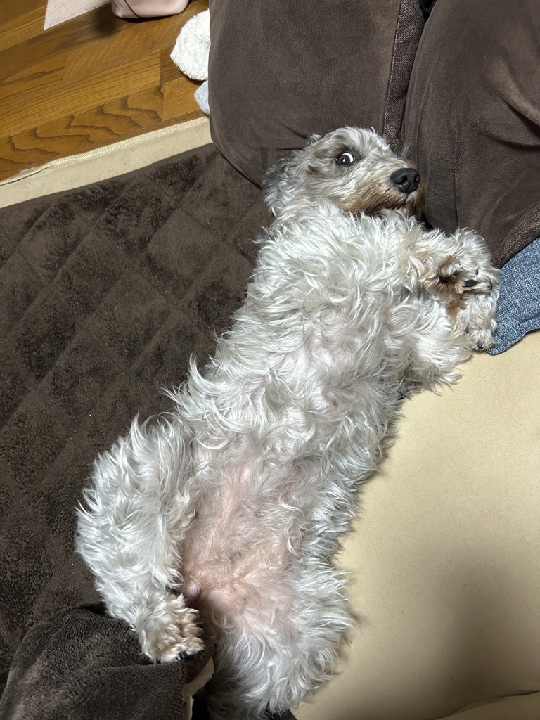 ゆっきー