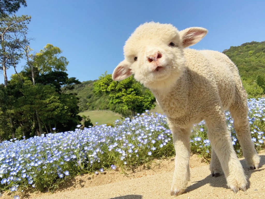 のり王さま
