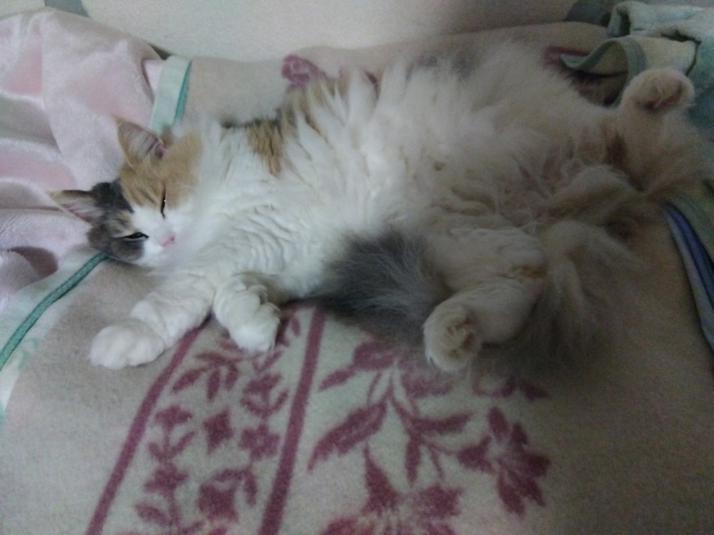 かんちゃん