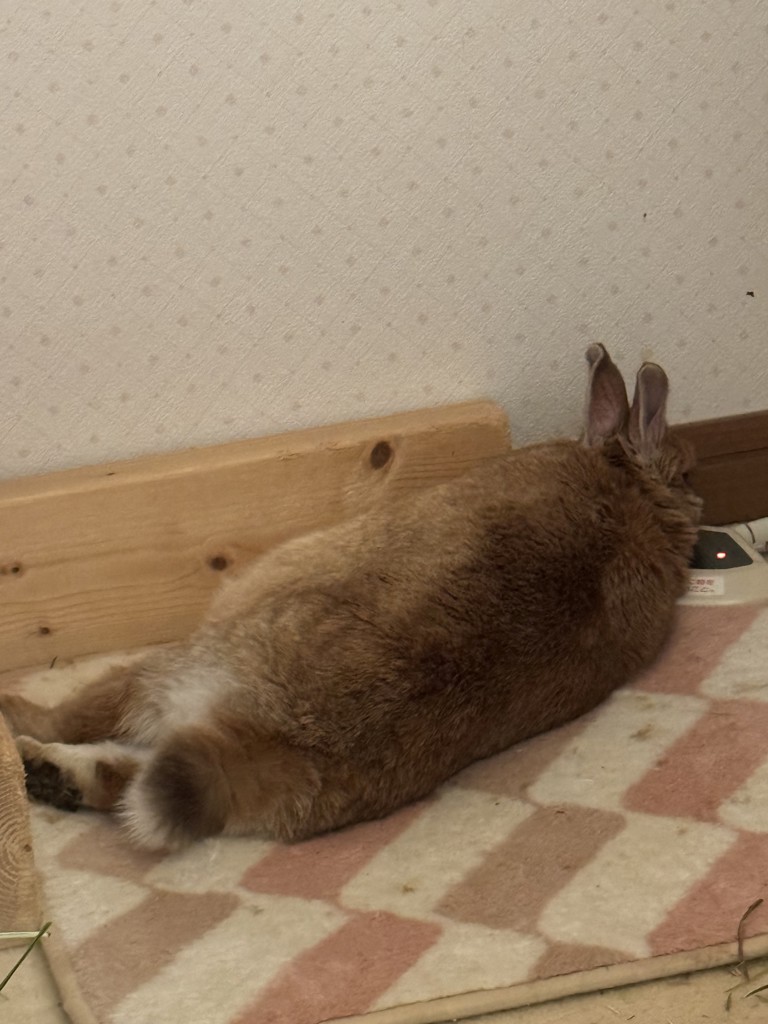 りえ