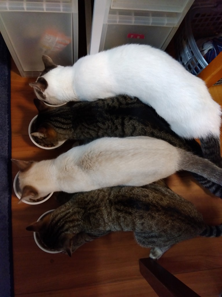びきし
