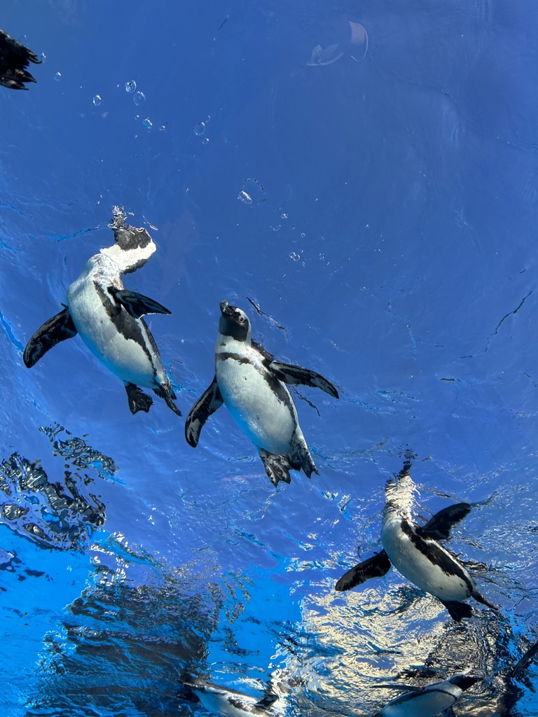 スタッフ名