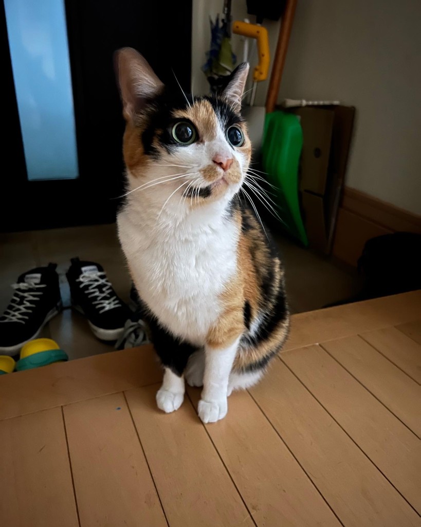 りこたん
