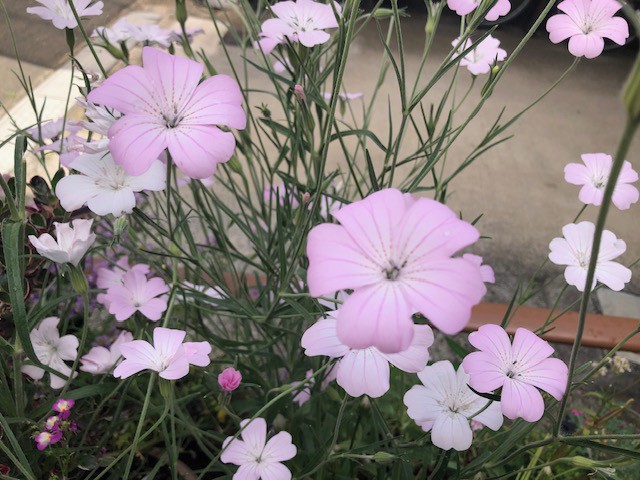 gardenerjunchi