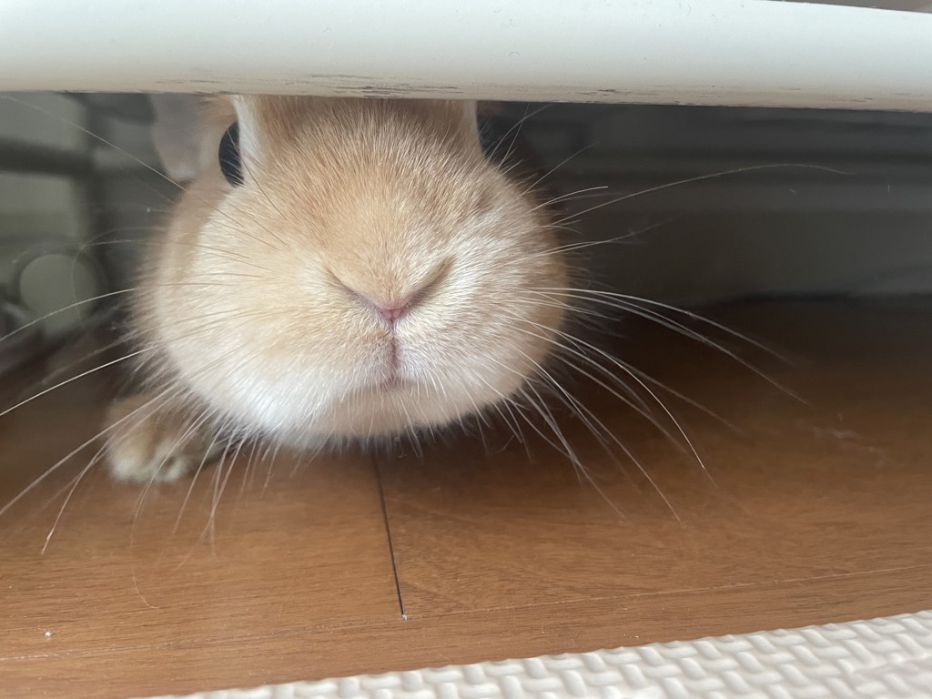まりっぺ