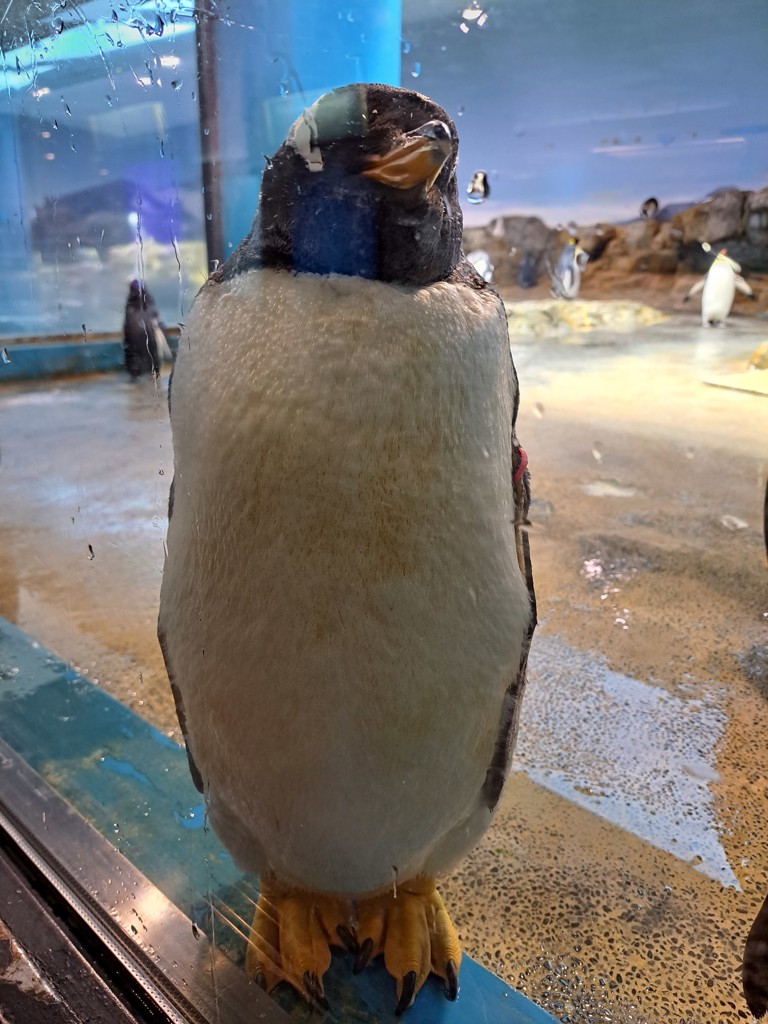 くまこ