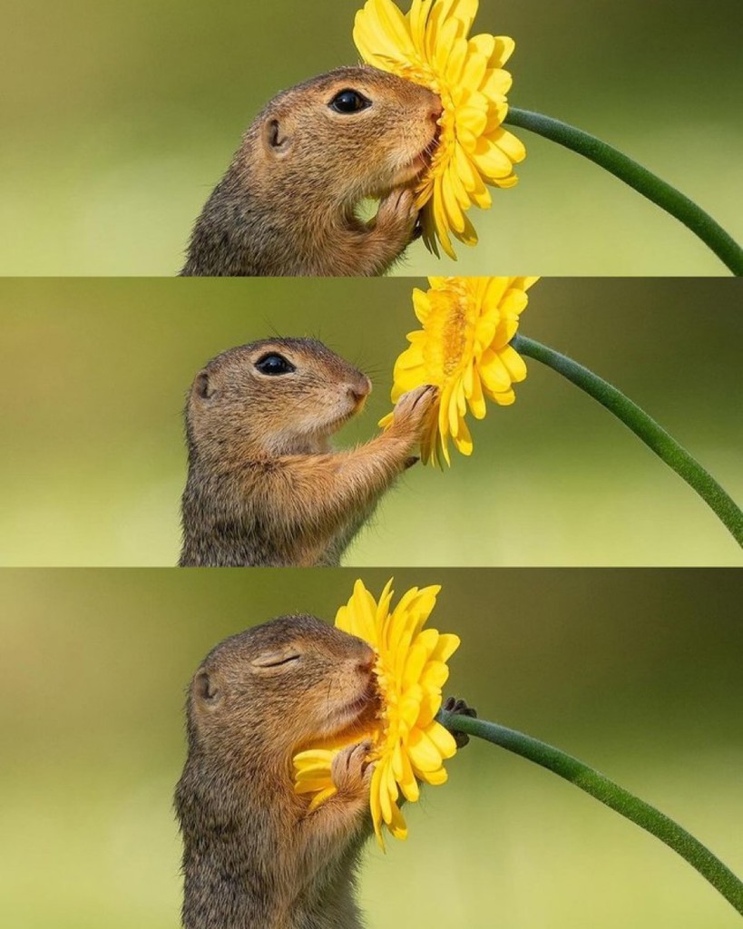 じゅのこ