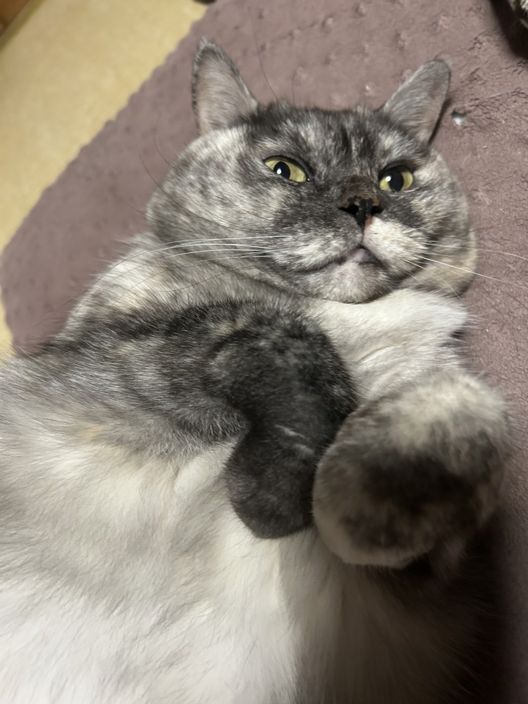ゆずかぼすあんず