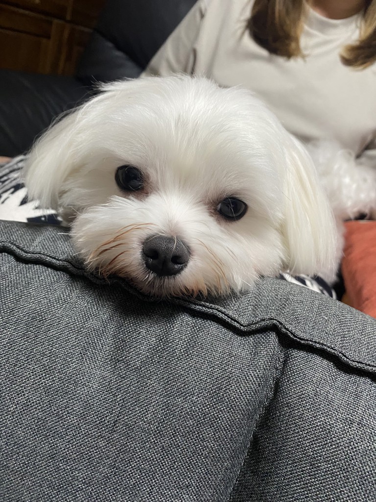 あきあき