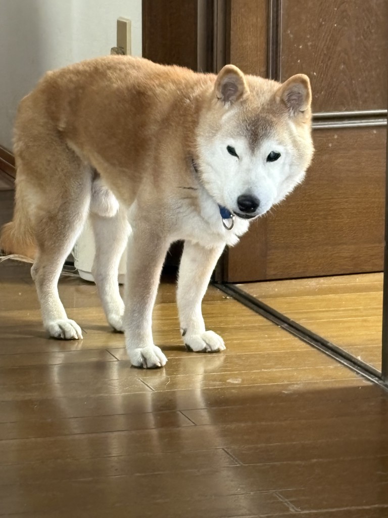 裏起毛あたたかレギンス【広告商品】(03_M～L 82_デニム風ネイビー