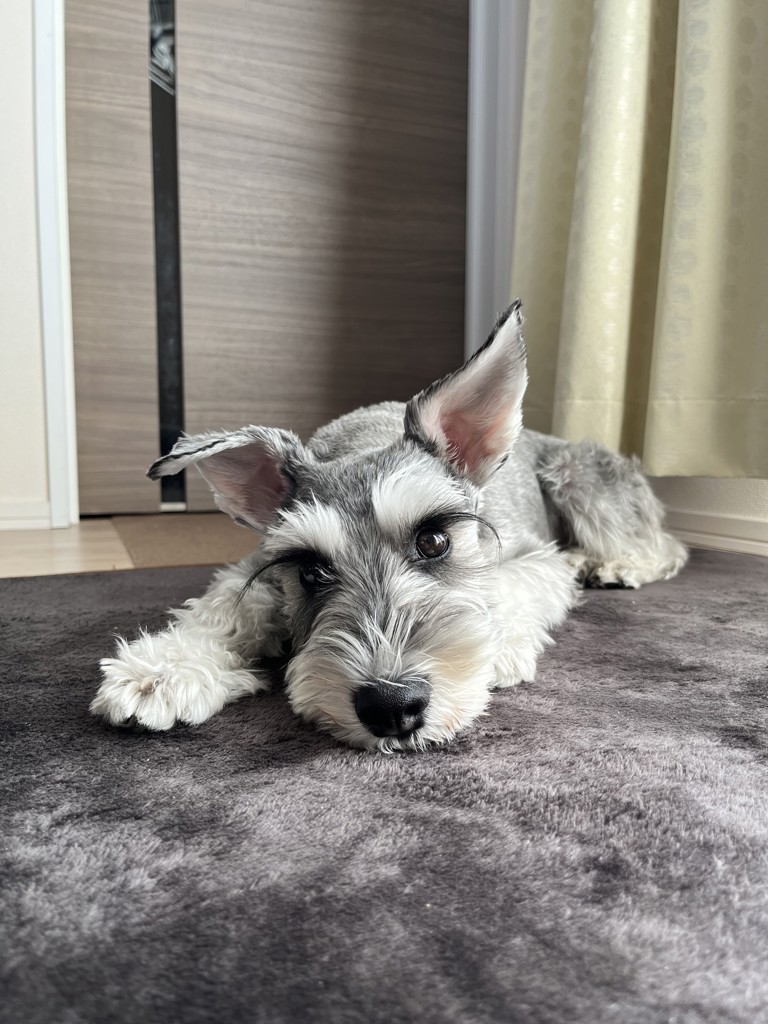 定期購入キャンペーン】Yoganic Life ヨギーニフード100［2箱コース