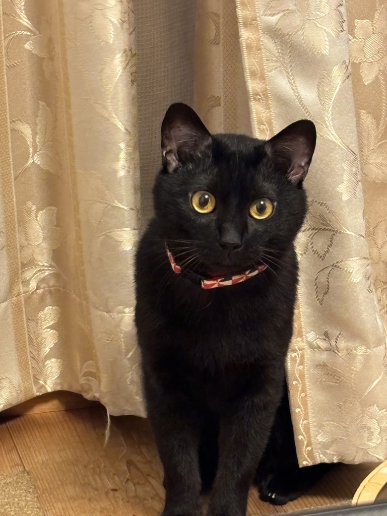 みどすけ