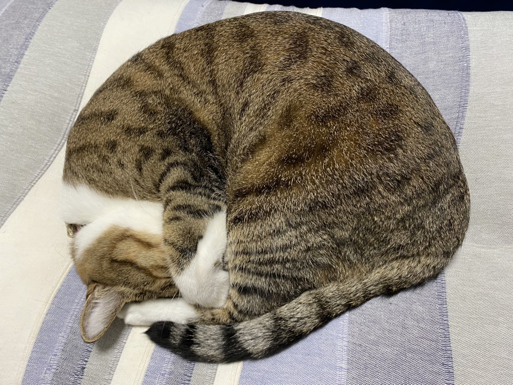 プレート/ナタリー・レテ | アフタヌーンティー公式通販サイト