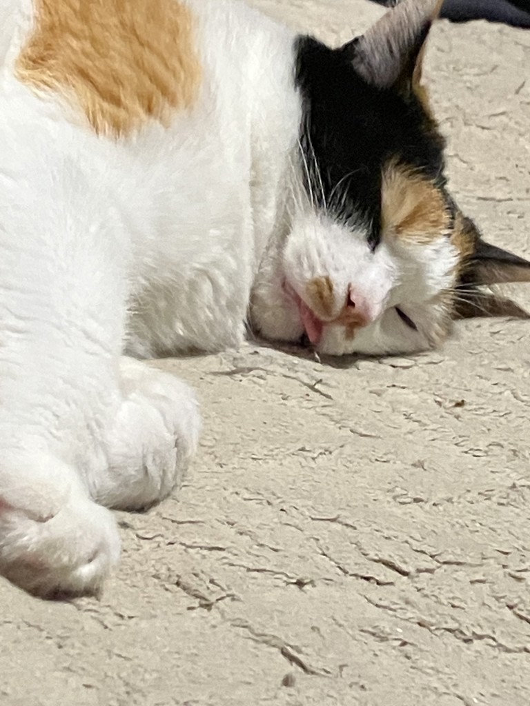 はむ