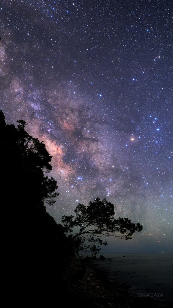 SUKALA】ローズプリントレギンス(XS・S・M・Lサイズ ブラック