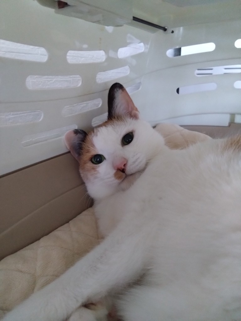 ミケ子
