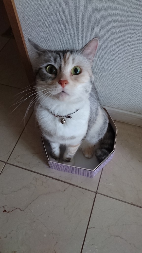 チャイおかん