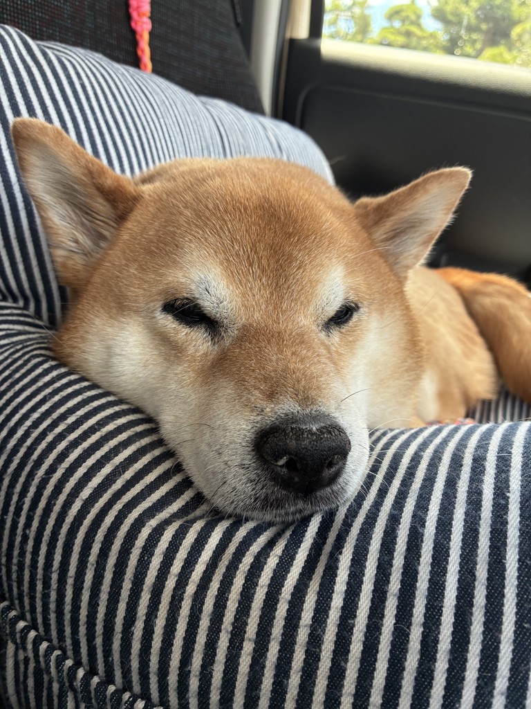 ひないぬ