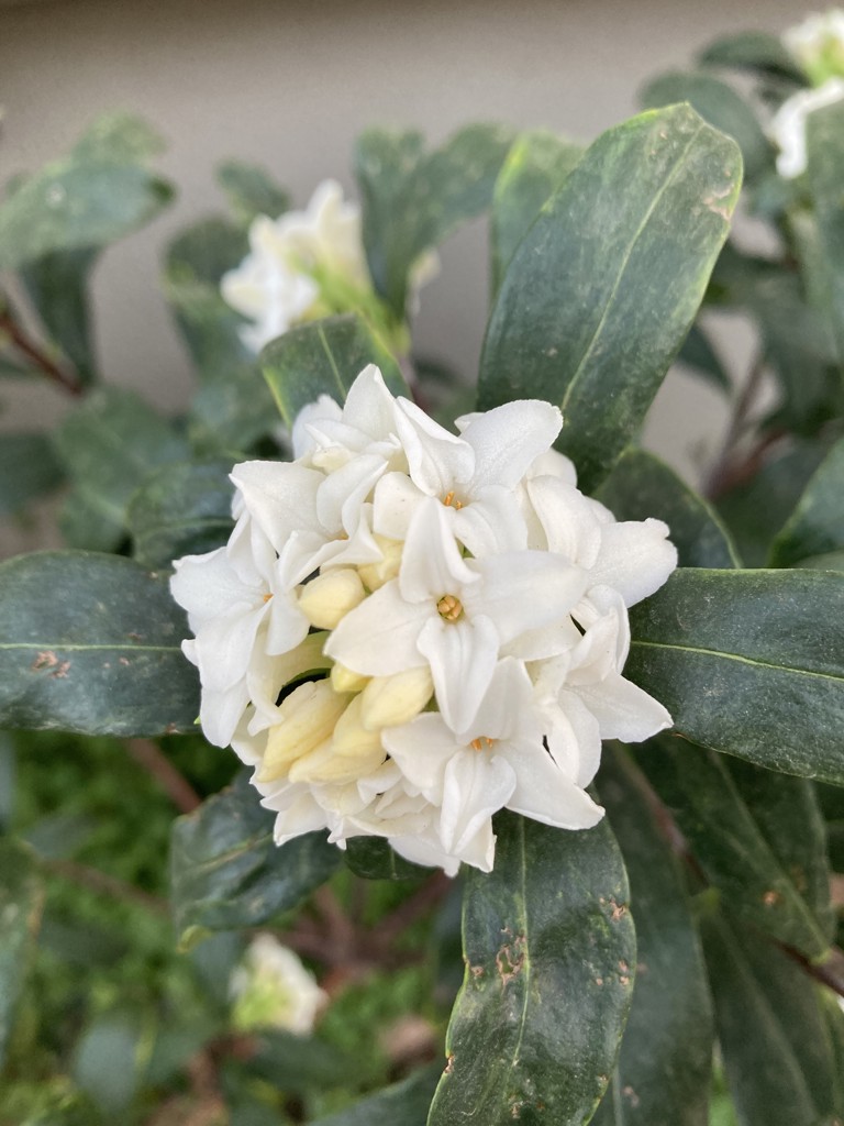 タイル柄ふわふわミニタオル | アフタヌーンティー公式通販サイト