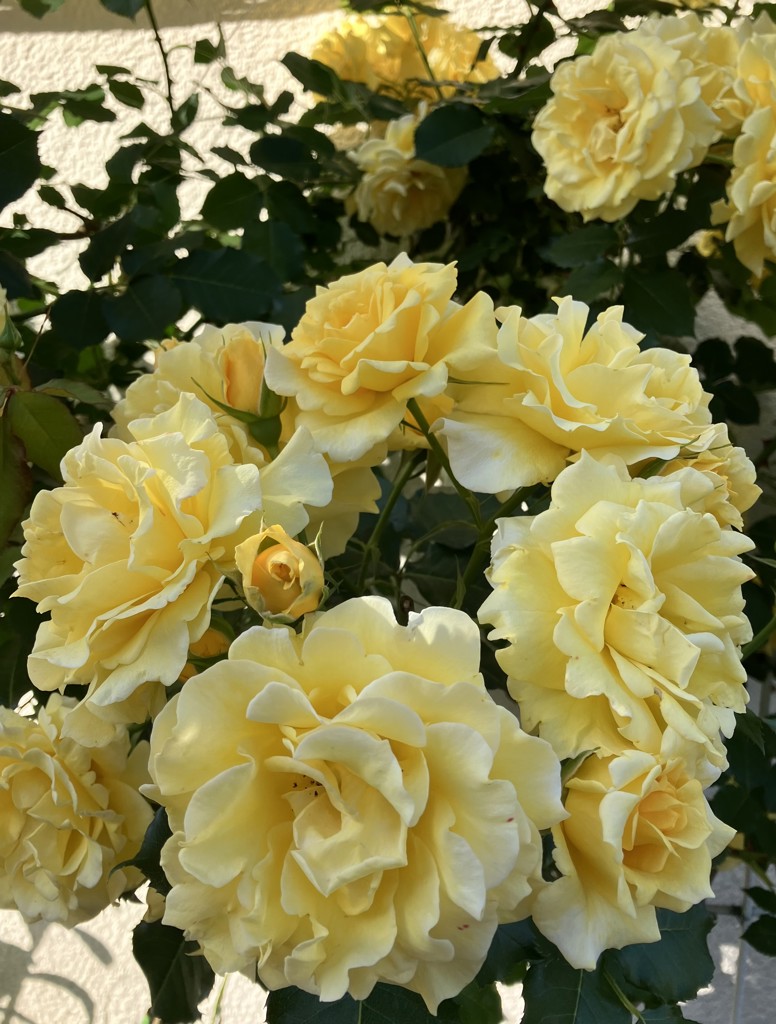 LIFELEX 3層ロングロングクッション ギャベ3 60×180グレー