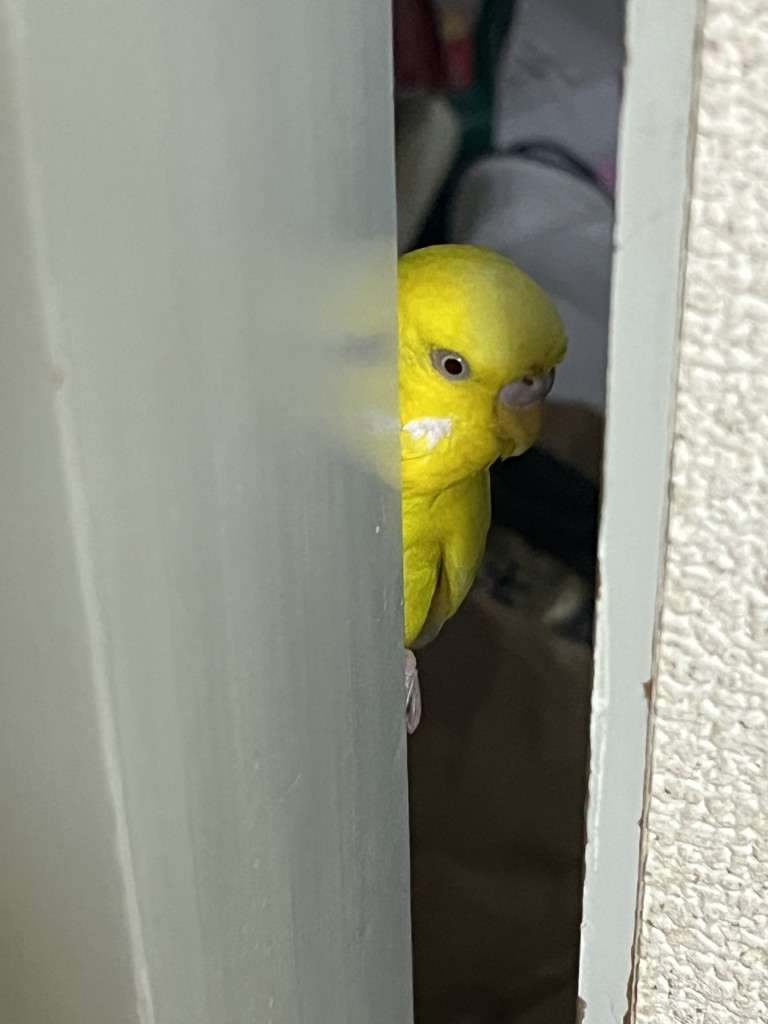 ちびすけ