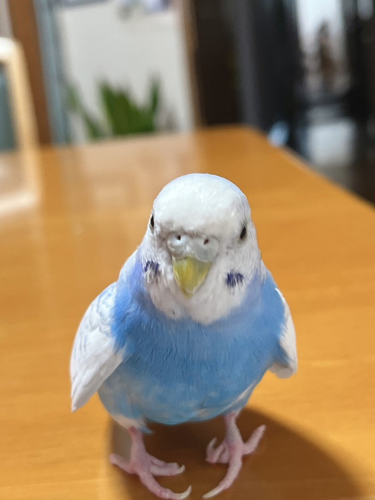ジュニ