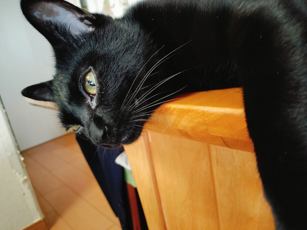 くろねこいっこ