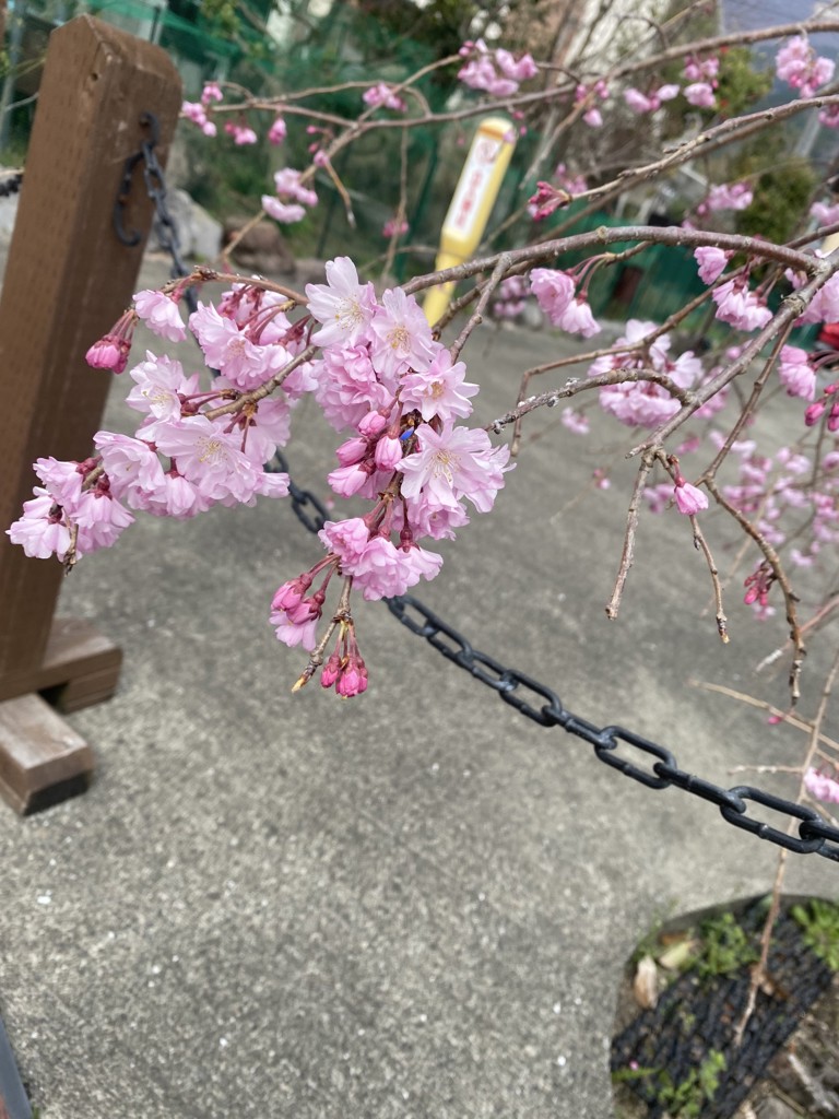さゆ