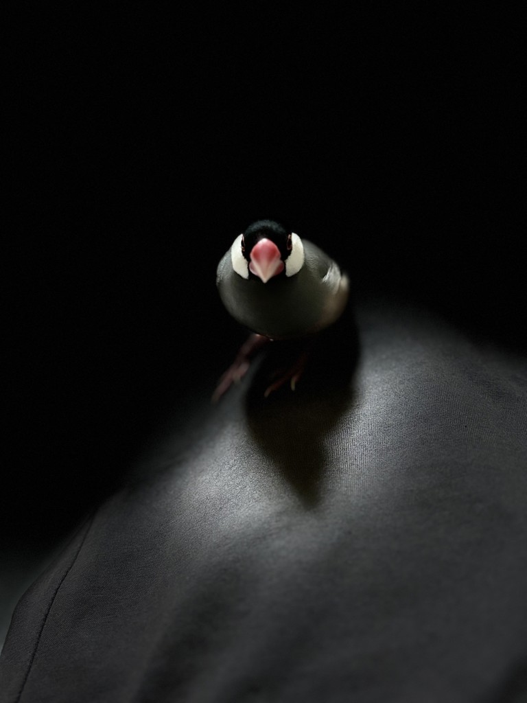 モッチー