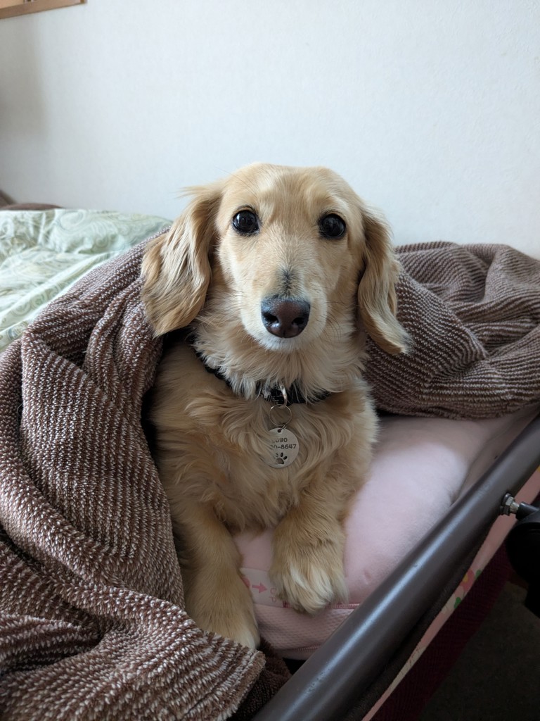 わにちゃん