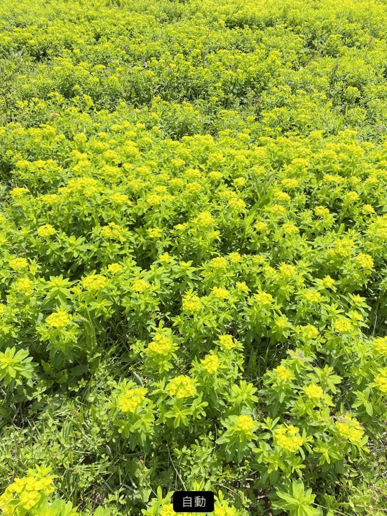 MAR
