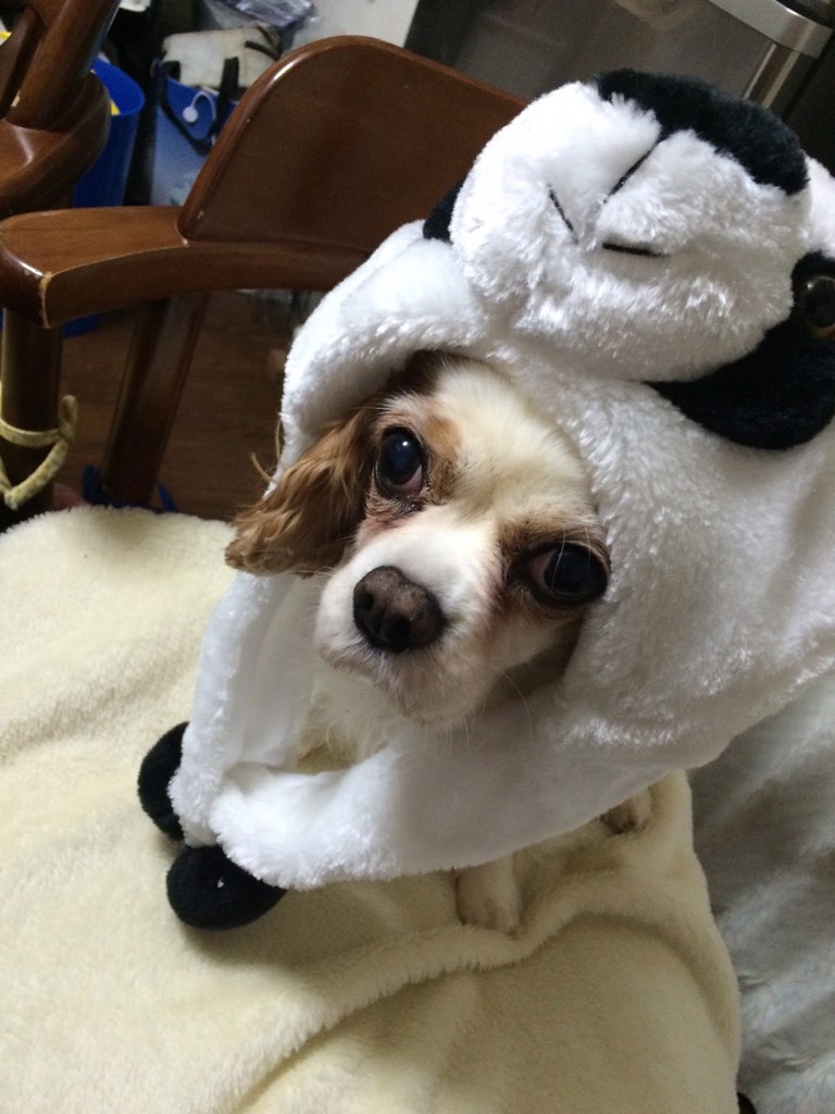 SUKALA】ラッピングバッグ /L(L): ヨガグッズLAVA公式オンラインストア