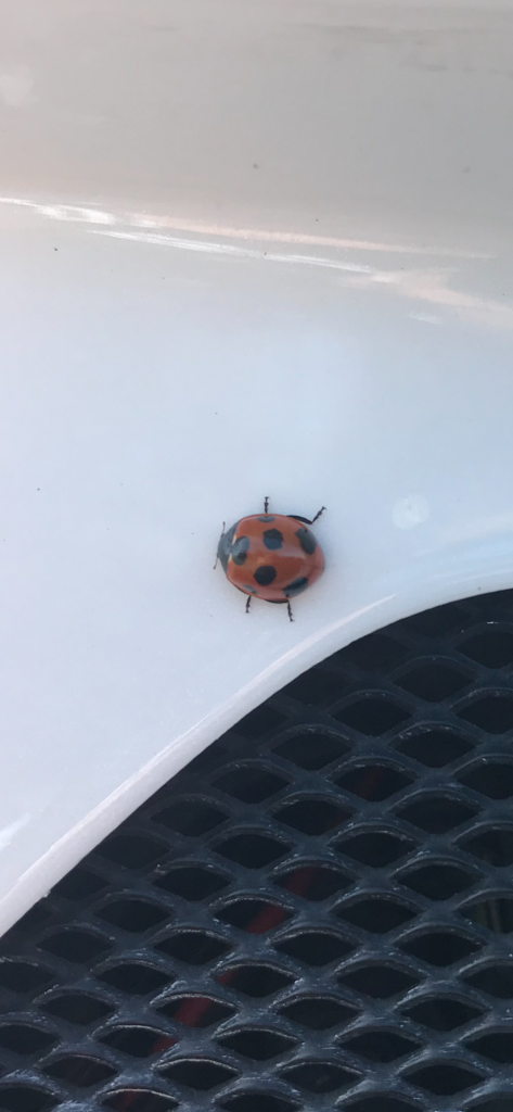 ラッキープーのパパ